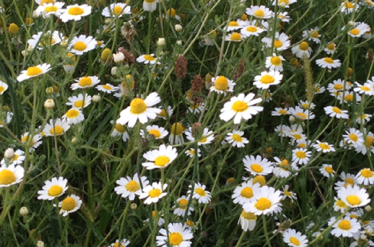 Novos gases refrigerantes: 1.2.2018