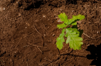 Plantons un arbre